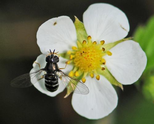 Réf. 256 022 : Paragus sp.